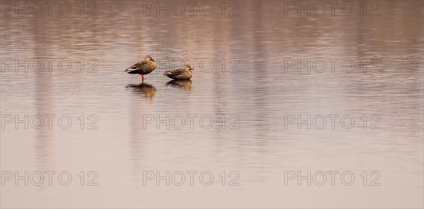 Two Eastern spot-billed ducks, one with its mouth open, in a lake in South Korea
