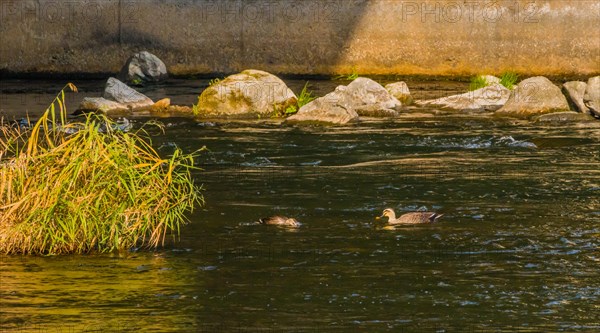 Two spot-billed ducks together next to a green bush in a flowing river near a bridge pylon