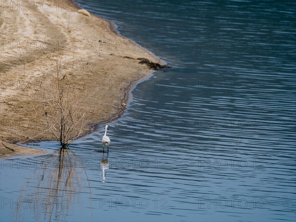 Snowy Egret standing in water next to a bush growing in a lake