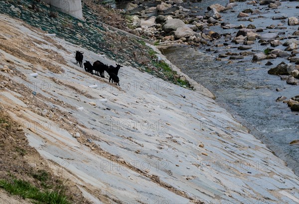 Small herd of black goats on the side of a hill next to a river