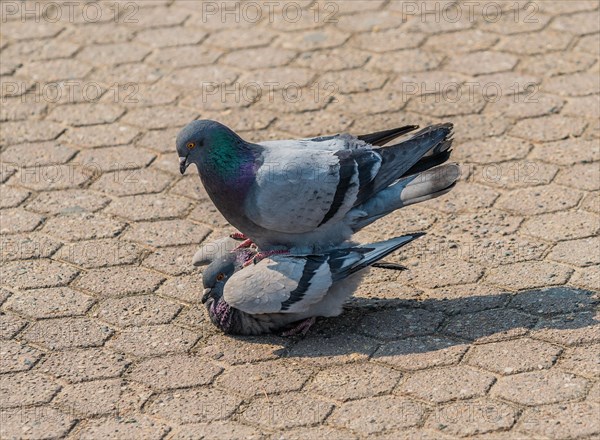 Close up of a pair of pigeons mating in a park on a sunny day in Seoul, South Korea, Asia