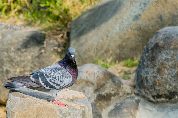 Beautiful rock pigeon standing on large boulder next to a small pond