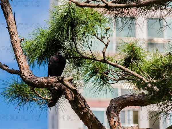 One black pigeon perched on a branch of evergreen tree in front of white apartment building