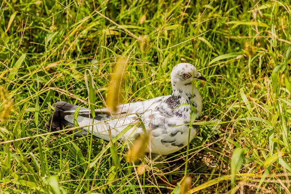 White rock pigeon hunting for food in tall grass on sunny afternoon