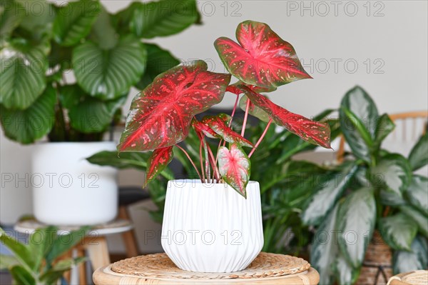 Bright red colored exotic Caladium Red Flash houseplant in flower pot on table surrounded by many plants in living room