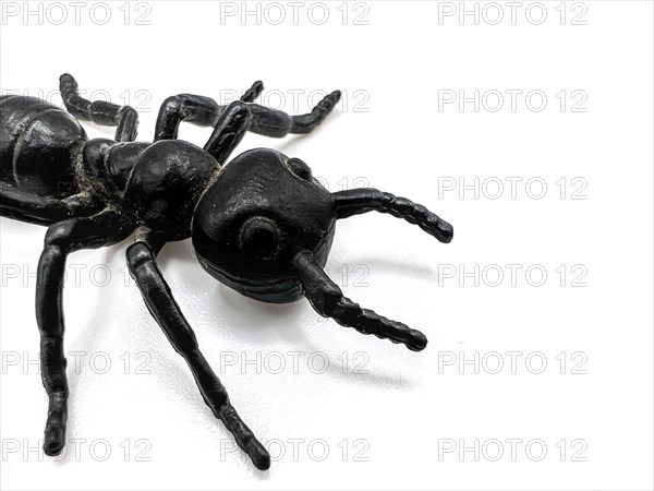 Ant / Toy ant on white background