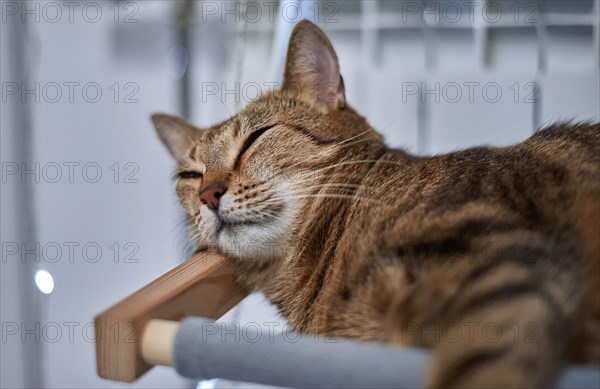 Image of a purebred Bengal cat lying on a hammock attached to a heater. Pet care concept. Mixed media