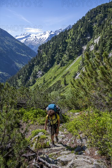 Mountaineer on hiking trail through mountain pines, Berliner Hoehenweg, behind summit Grosser Moeseler and Hornspitzen, Zillertal Alps, Tyrol, Austria, Europe