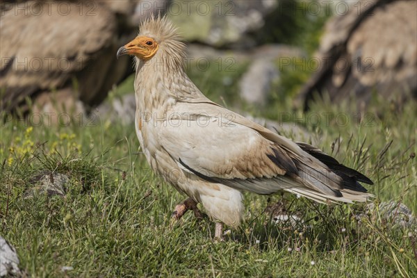 Egyptian Vulture (Neophron percnopterus), Castile-Leon Province, Picos de Europa, Spain, Europe