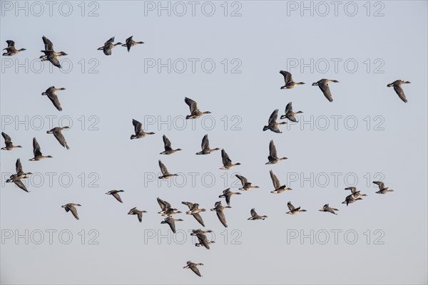 Bean geese (Anser fabalis), flying, Emsland, Lower Saxony, Germany, Europe