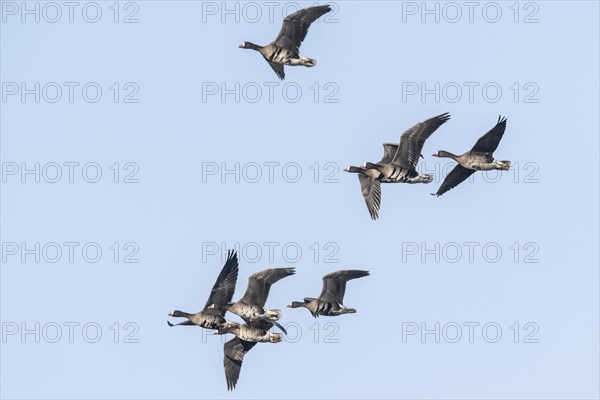 Greater white-fronted geese (Anser albifrons), flying, Emsland, Lower Saxony, Germany, Europe
