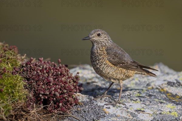 Common rock thrush (Monticola saxatilis), female, Castile-Leon province, Picos de Europa, Spain, Europe