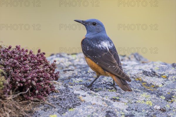 Common rock thrush (Monticola saxatilis), male, Castile-Leon province, Picos de Europa, Spain, Europe