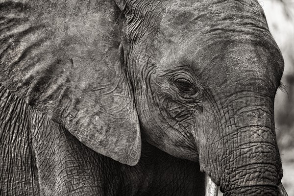 Elephant (Loxodonta africana), head portrait, view, camera view, detail, close-up, safari, bw, black and white, monochrome, tourism, Chobe National Park, Botswana, Africa