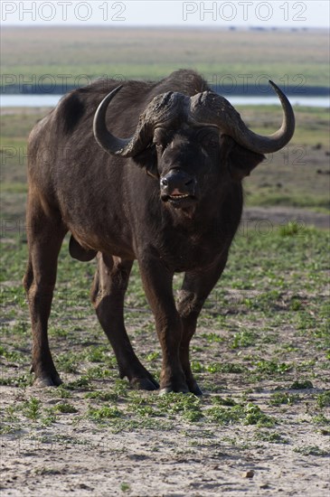 African buffalo (Syncerus caffer), aggressive, danger, mimic, safari, free-living, wilderness, Chobe National Park, Botswana, Africa