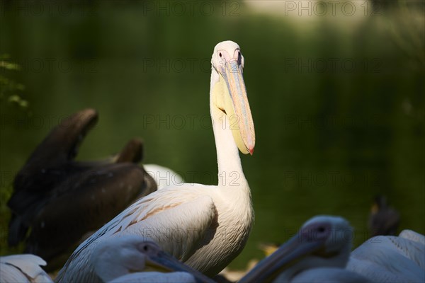 Great white pelican (Pelecanus onocrotalus), Bavaria, Germany, Europe