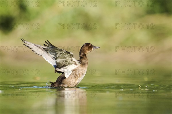 Common pochard (Aythya ferina) swimming on a lake, Bavaria, Germany, Europe