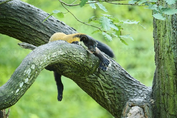 Yellow-throated marten (Martes flavigula) lying on a tree, Germany, Europe