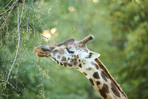 Reticulated giraffe (Giraffa camelopardalis reticulata), portrait, captive, Germany, Europe