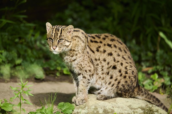 Fishing cat (Prionailurus viverrinus) sitting on the ground, Germany, Europe