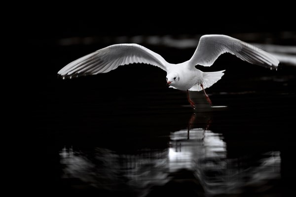 A black-headed gull in flight, Lake Kemnader, Ruhr area, North Rhine-Westphalia, Germany, Europe