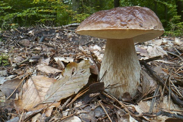 King bolete (Boletus edulis), Hesse, Germany, Europe