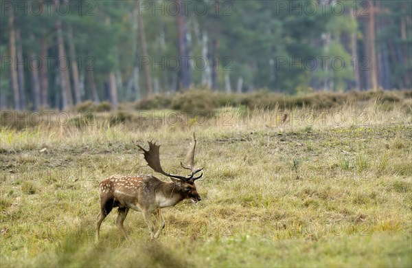 Fallow deer (Cervus dama), male, rut, Hesse, Germany, Europe