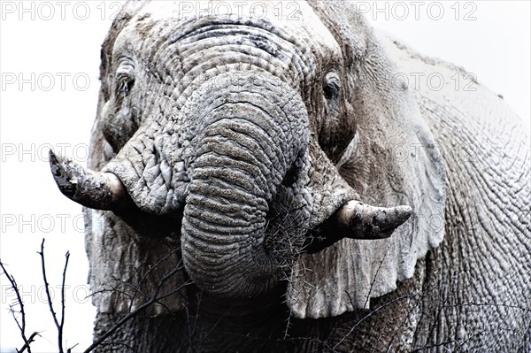 White African elephant (Loxodonta africana) in Etosha National Park, white from salt pan dust, animal, wild, free living, wilderness, safari, Namibia, South West Africa, Africa