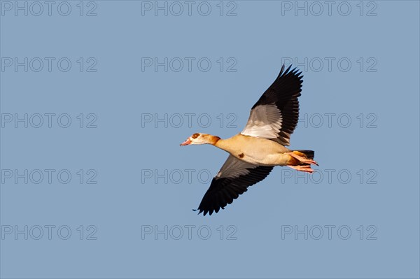 A Nile goose in flight, Lake Kemnader, Ruhr area, North Rhine-Westphalia, Germany, Europe