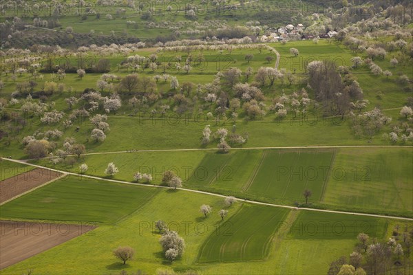 Orchard meadow near Weilheim an der Teck, Swabian Alb. Cherry blossom, apple blossom and pear blossom in full splendour