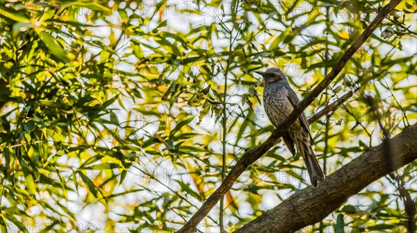 Closeup of brown-eared bulbul perched on branch of tree