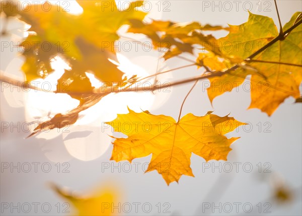 Yellow, golden autumn leaves of Norway maple (Acer platanoides) or Norway maple in front of a sunlit, blurred, soft background, bokeh, sunlight, Lower Saxony, Germany, Europe