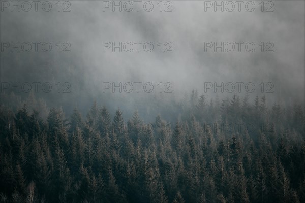 Misty forest with pine trees creating a moody and atmospheric scenery
