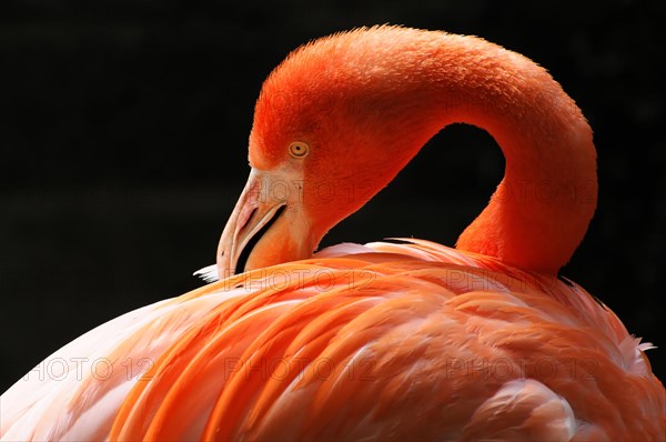 American flamingo (Phoenicopterus ruber), in the zoo, Captive, Germany, Europe