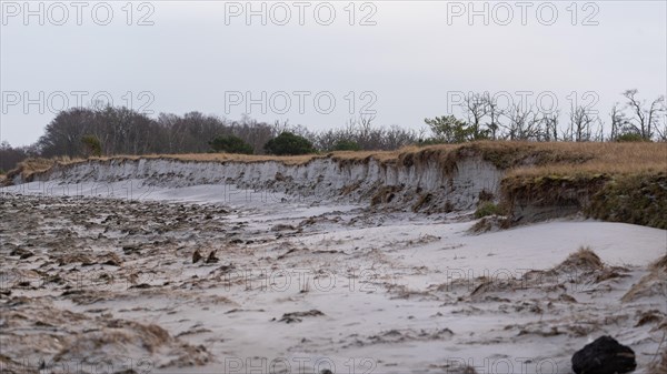 Dunes on the beach show signs of erosion, Vorpommersche Boddenlandschaft National Park, Zingst, Mecklenburg-Western Pomerania, Germany, Europe