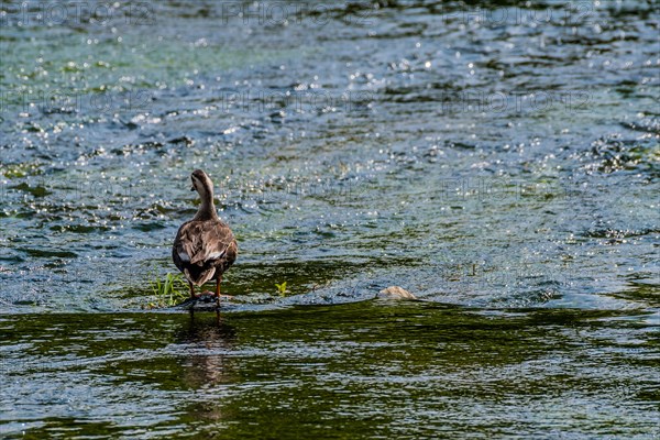 Single lone spot-billed duck standing in shallow water in a river