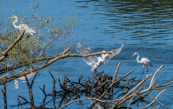 Three great white egrets sharing a pile of drift wood in a lake of blue water