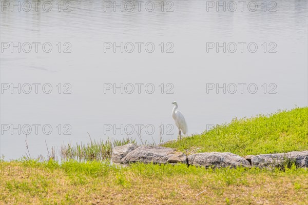 Snowy white egret standing on grassy shore of lake in South Korea