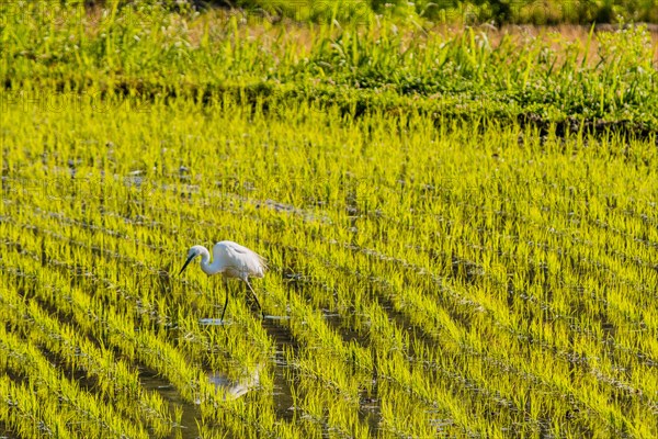 White snowy egret looking for food in a rice paddy on a sunny morning in South Korea