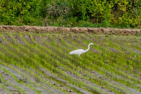 White common egret hunting for food in freshly planted rice paddy