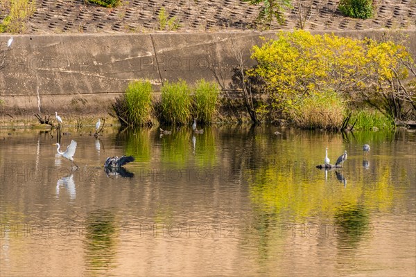 Gray heron lands in water as egret flies away while other egrets and heron perch near shore