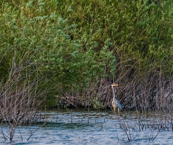 Gray heron standing in a river in front of tall green reeds