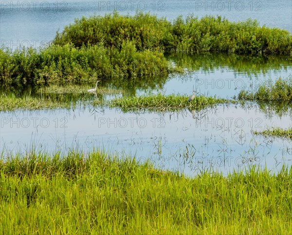 Landscape of a lake with a white egret and a blue heron standing in tall reeds
