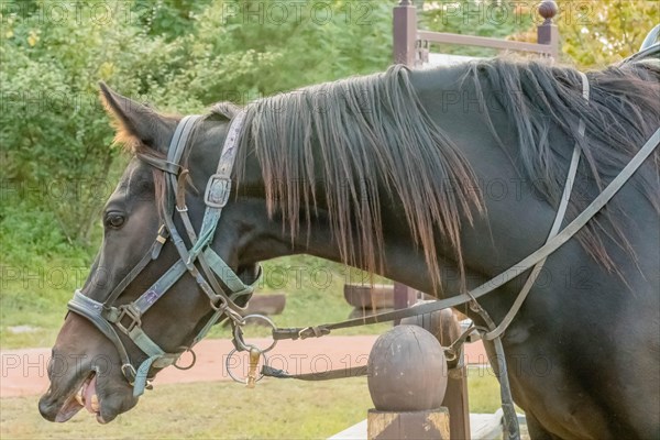 Profile of adult horse wearing bridle, halter and reins with mouth open leaning across rope fence