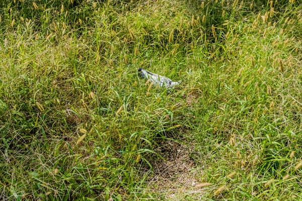 White rock pigeon hunting for food in tall grass on sunny afternoon