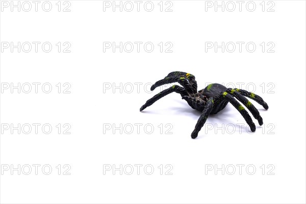 A black plastic spider on isolated background, Top view of a plastic spider on white background