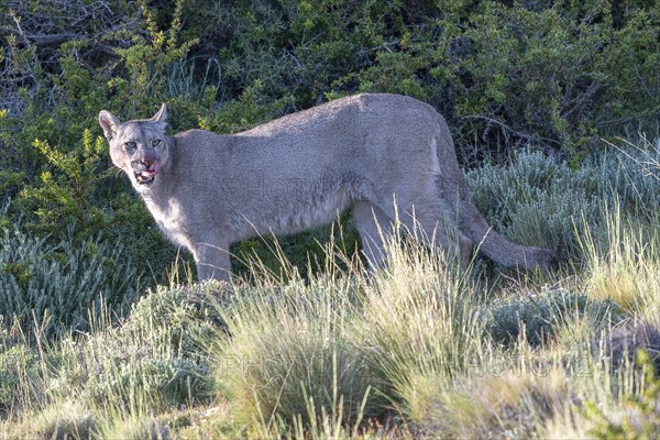 Cougar (Cougar concolor), silver lion, mountain lion, cougar, panther, small cat, Torres del Paine National Park, Patagonia, end of the world, Chile, South America