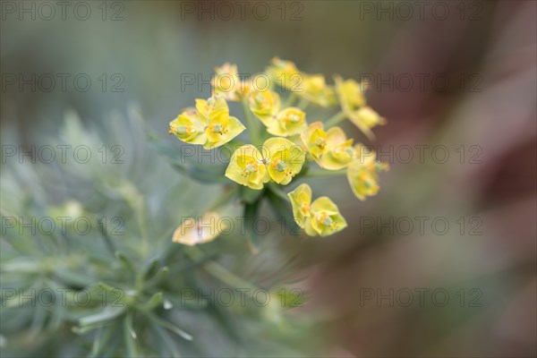 Cypress spurge (Euphorbia cyparissias), close-up of flower, North Rhine-Westphalia, Germany, Europe