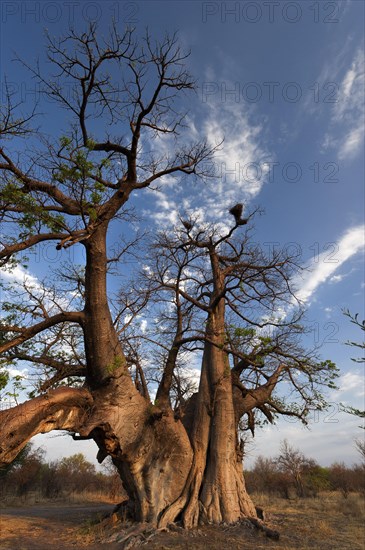 Giant african baobab (Adansonia digitata), baobab, deciduous tree, plant, flora, botany, striking, nature, Namibia, Africa