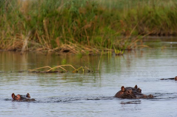 Hippopotamus (Hippopotamus amphibius), Hippopotamus, animal, danger, dangerous, wild, river, river animal, Okavango Delta at the Kwando River in BwaBwata National Park, Namibia, Africa